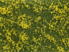 Foliage*Kvitn�ca L�ka-�lt�*
